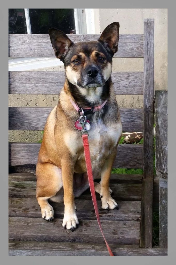 Sitting dog