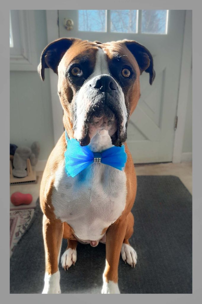 Sitting dog