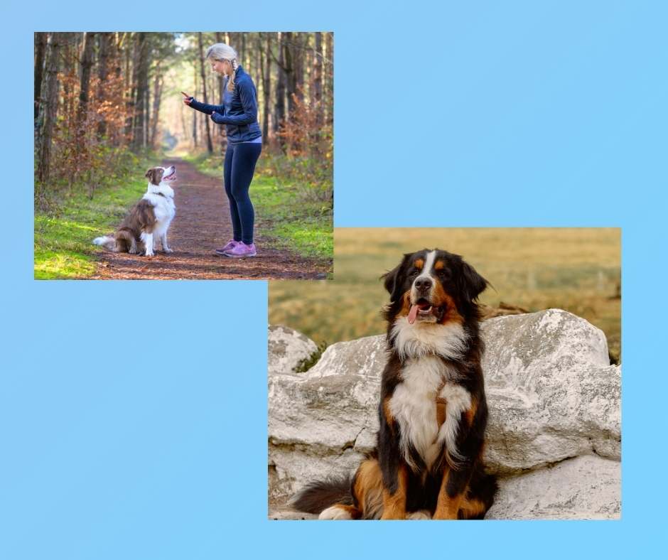 Dogs in stay