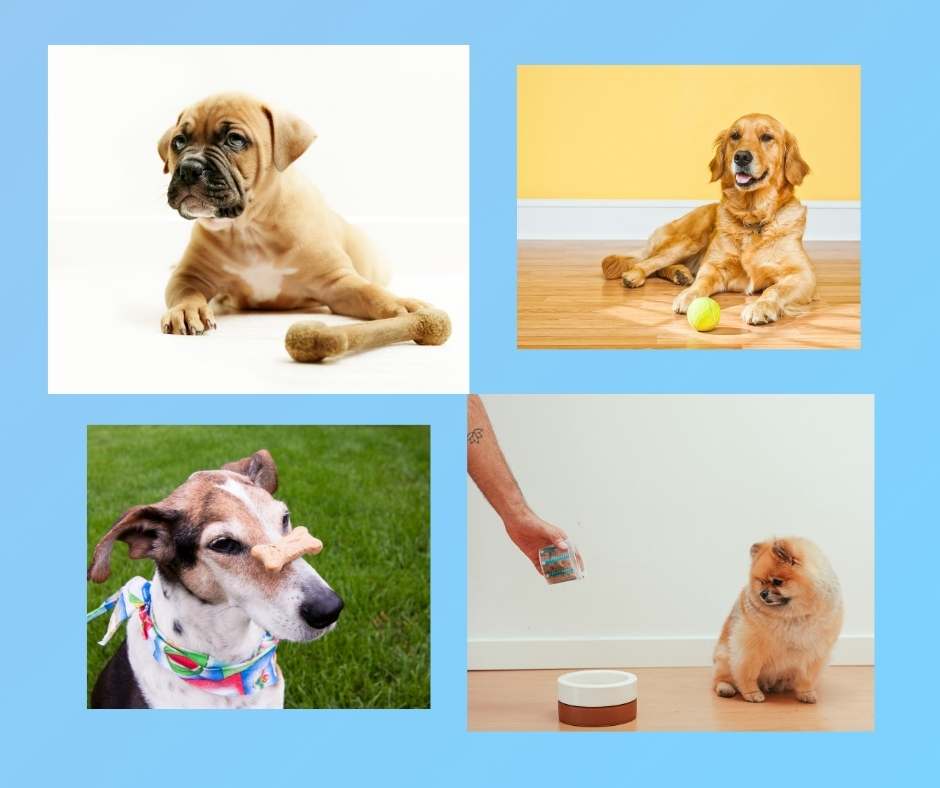 Dogs practising leave it skill